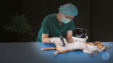 Equipos veterinarios 
