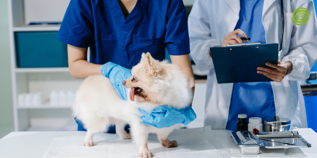 Diagnóstico por Imagen en Medicina Veterinaria 