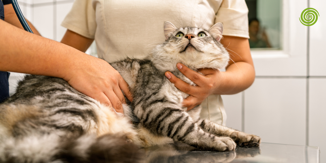 Diagnóstico por imagen en veterinaria