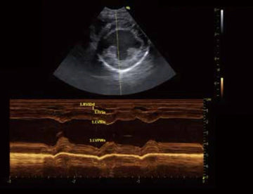 ecocardiografía en veterinaria