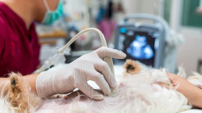 Ecografía veterinaria