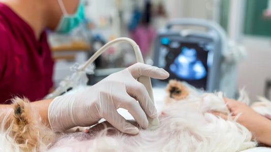 Ecografía veterinaria