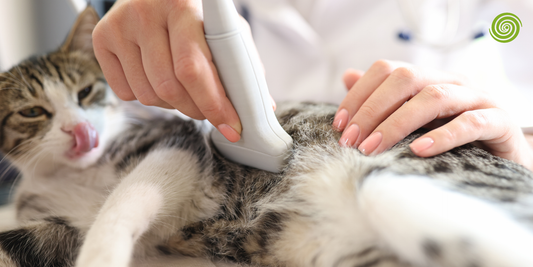 Ecógrafo Veterinario