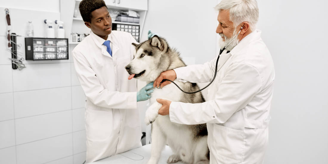 Endoscopia en perros
