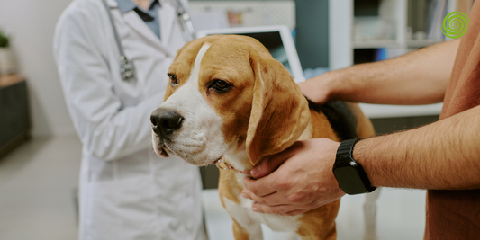 Equipos de diagnóstico por imagen veterinarios