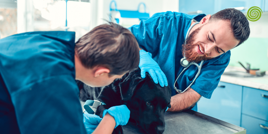 Equipos veterinarios