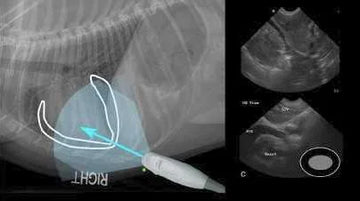 ecografía veterinaria