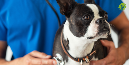 Monitores de Frecuencia Respiratoria Veterinaria