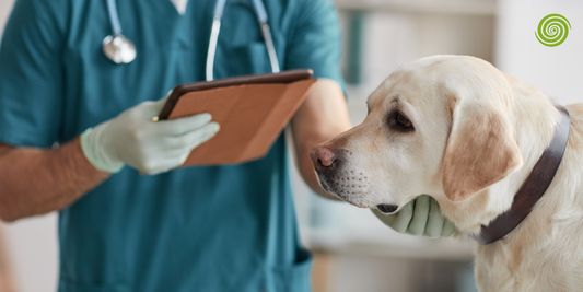 Monitores de Presión Arterial Veterinaria