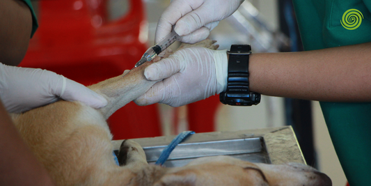 Monitores de Saturación de Oxígeno Veterinarios