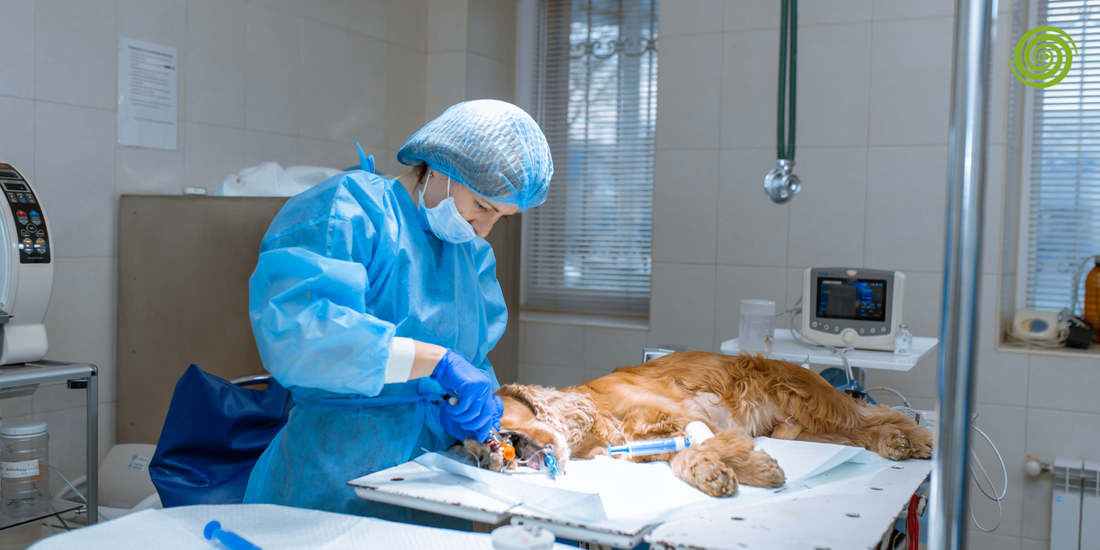 Monitores de Signos Vitales Veterinarios
