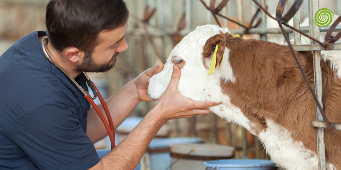 Monitores de Temperatura Corporal Veterinarios