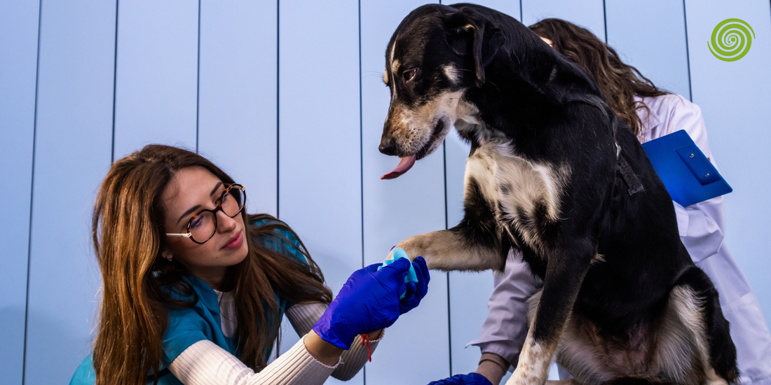 Qué equipos de diagnóstico por imagen necesita su clínica veterinaria