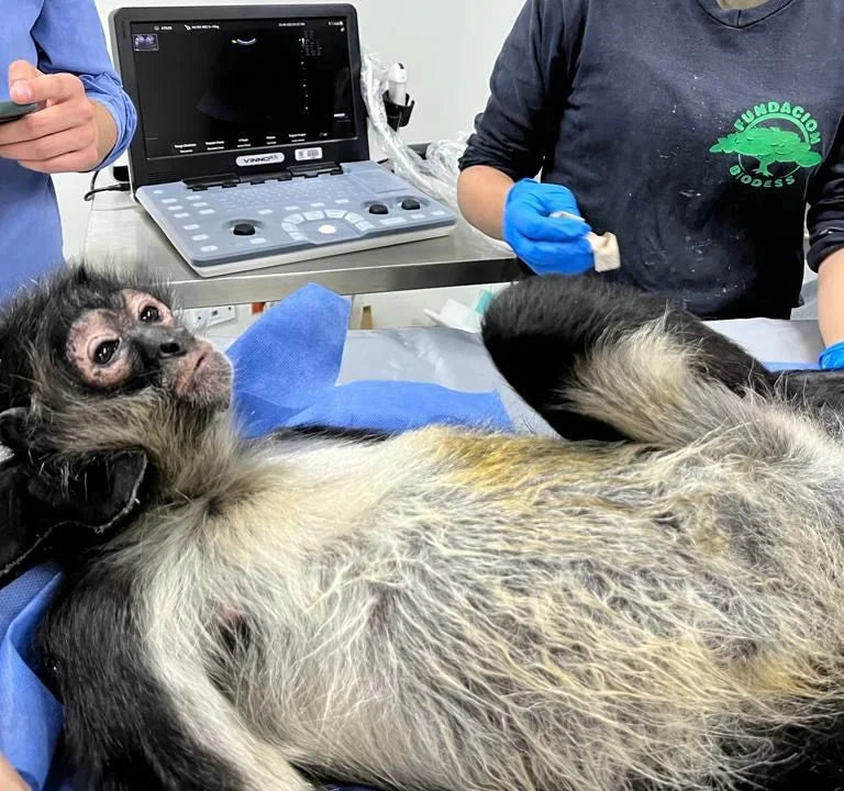 Equipos veterinarios